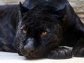 Spiel Black-Panther-Puzzle  Online
