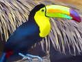 Spiel Tukan-Vogel-Puzzle  Online