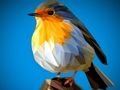 Spiel Poly-Vögel-Puzzle  Online