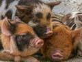Spiel Ferkel Piggy Puzzle  Online