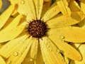 Spiel Blumenblätter Regentropfen Puzzle  Online