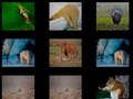 Spiel Tierisches Gedächtnis  Online
