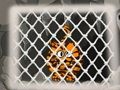 Spiel Tigerflucht 1  Online