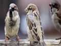 Spiel Sparrow-Familien-Puzzle  Online