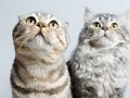 Spiel Niedliches Katzen-Puzzle  Online