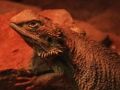 Spiel Drachen-Eidechsen-Puzzle  Online