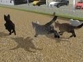 Spiel Führen Sie ein Cat-Cat-Rennen durch  Online