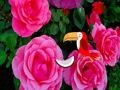 Spiel Kostbare Rosenflucht  Online