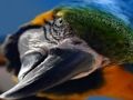 Spiel Vogelpuzzle  Online