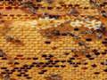 Spiel Honigbienen-Puzzle  Online