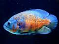Spiel Tigerfisch-Puzzle  Online