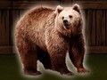Spiel Rette den Grizzlybären  Online