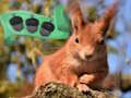 Spiel Abenteuer im Birkenwald  Online