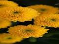 Spiel Chrysanthemen-Puzzle  Online