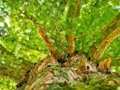 Spiel Baumzweige-Puzzle  Online