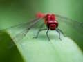 Spiel Drachenfliegen-Puzzle  Online