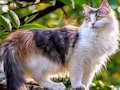 Spiel Drehpuzzle - Katzen und Hunde  Online