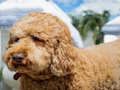 Spiel Labradoodle-Puzzle  Online