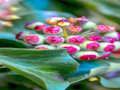 Spiel Efeu-Pflanzen-Puzzle  Online
