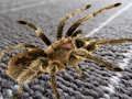 Spiel Spinne versteckter Unterschied  Online