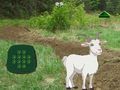 Spiel Ziege findet das Kind  Online
