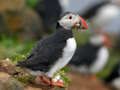 Spiel Papageientaucher-Vogel-Puzzle  Online