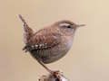 Spiel Birdlingo Online