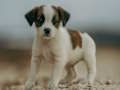 Spiel Jack Russell Puzzle  Online