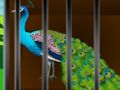Spiel Befreie die eingesperrte Schönheit  Online