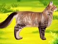 Spiel Katze-Tierarzt-Zahnarzt  Online
