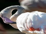 Spiel Flamingo-Vogel-Puzzle  Online