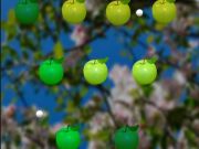 Spiel Saftiger Apfel  Online