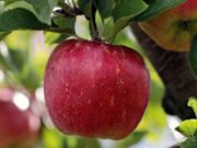 Spiel Reifer roter Apfel auf einem Baumprozesäge  Online