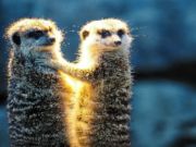 Spiel Meerkat -Paar Jigsaw  Online