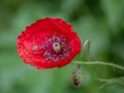 Spiel Mohn Naturenblumenprozesäge  Online