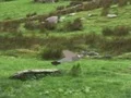 Pigeons Hunting – kostenloses Online-Spiel