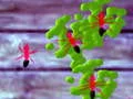 Smash Ants – kostenloses Online-Spiel