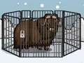 Rescue The Musk Ox – kostenloses Online-Spiel