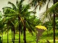Escape From Coconut Land – kostenloses Online-Spiel