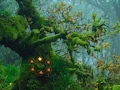 Innocent Sparrow Couple Escape – kostenloses Online-Spiel