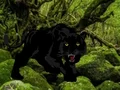 Escape from Black Panther Forest – kostenloses Online-Spiel