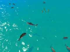 Hungry Shark Hunt – kostenloses Online-Spiel