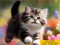 Puzzle Sliding Kittens – kostenloses Online-Spiel