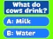 Trivia! Best Family Quiz – kostenloses Online-Spiel