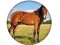 Animal Quiz – kostenloses Online-Spiel