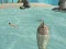 Shark Simulator Beach Killer – kostenloses Online-Spiel