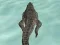Crocodile Simulator Beach Hunt – kostenloses Online-Spiel