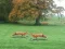 Hunted Fox – kostenloses Online-Spiel