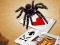 Jumping Spider – kostenloses Online-Spiel