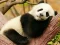Animal Differences – kostenloses Online-Spiel